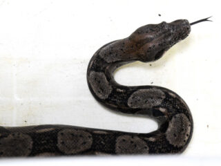 Man in tram wordt gepakt met slang (!) tijdens grootschalige controle in Den Haag