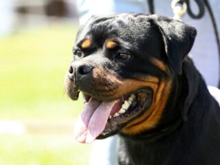 Rottweiler bijt negenjarige jongen dood, vader steekt hond neer