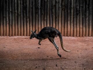 Australische man (77) gedood door zijn eigen kangoeroe