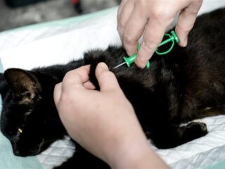 Rusland ontwikkelt coronavaccin voor dieren