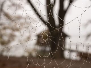 Amanda had spinnenfobie en heeft er nu 2 als huisdier: "Hij mag op mijn gezicht"