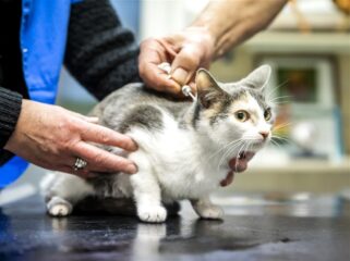 Eigenaren moet verplicht chip laten plaatsen in hun kat