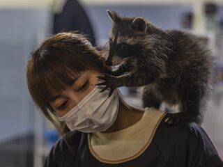 WHO: coronavirus waarschijnlijk via twee dieren naar de mens