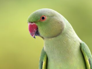 Papegaai lost moordzaak op: twee mannen veroordeeld tot levenslang