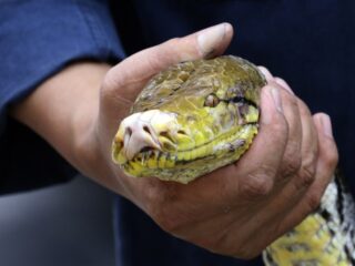 Lichaam vermiste vrouw (54) wordt teruggevonden in meterslange python