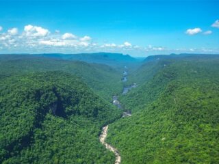 Ophef om grootschalige ontbossing Suriname: "Dit kan het einde betekenen"