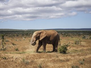 Olifant die rijst steelt van bewoners zorgt voor onrust