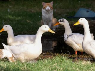 Mensen bezorgd over dierenmoordenaar Capelle: "Zo begint een seriemoordenaar"