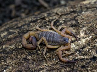 Tienjarig meisje vindt zwangere schorpioen in haar nieuwe Shein-schooltas