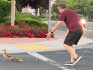 Man die eendjes helpt oversteken komt om het leven na aanrijding