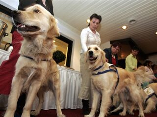 Hulphonden zomaar geweigerd in winkels: ''Schoenzolen viezer dan hondenpoten''
