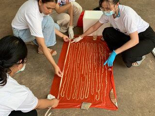 Man heeft last van 'extreme scheten', blijkt lintworm van 18 meter te hebben