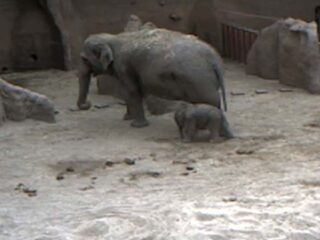 Pasgeboren babyolifant in Blijdorp live te volgen op livestream