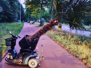 Politie betrapt man die palmboom wilde stelen met behulp van scootmobiel