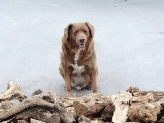 Bobi uit Portugal is 30 jaar en de oudste hond ter wereld