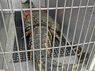 2,5 meter lange krokodil na 10 jaar bevrijd uit kelder onder huis in Philadelphia