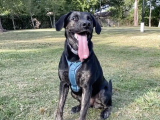 Hond Zoey pakt het wereldrecord voor de langste hondentong