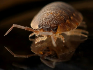 Paniek over bedwantsen in Parijs blijkt volgens onderzoek niet nodig