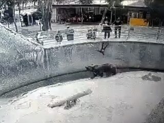 Vrouw duwt kind in berenverblijf, aangeklaagd voor poging tot moord