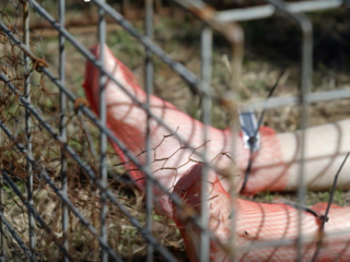 Ewout bezoekt de grootste 'body farm' ter wereld: "De maden vreten de lijken hier al op"