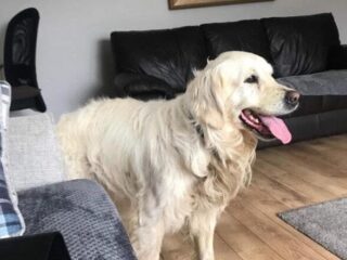 Hond loopt 27 dagen en 64 kilometer terug naar voormalige eigenaars, die hem hadden weggedaan