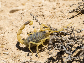 Noodweer zorgt voor schorpioenenplaag in Egypte: zeker 500 gewonden