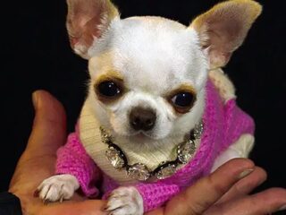 Kleinste hond ter wereld is ongeveer even lang als een dollarbiljet