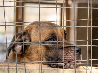 Jongen (19) mishandelt en doodt 100 honden tijdens livestream