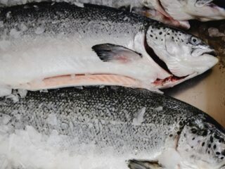 Bekende artiest laat zalmsperma in gezicht injecteren: "Het smaakt vreemd"