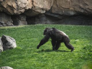 Twee ontsnapte chimpansees doodgeschoten in Dierenpark Amersfoort