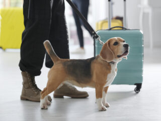 Vrouw vermoordt haar hond nadat het dier niet mee mag in vliegtuig