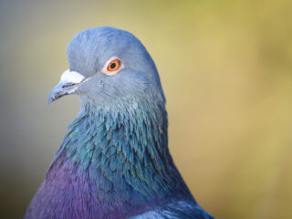 Duif in België voor een recordbedrag van 1,6 miljoen euro verkocht