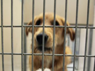 31 verwaarloosde honden en katten aangetroffen in Utrechts huis