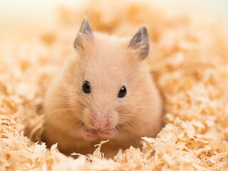 Nederlandse hamster test in Hongkong positief op coronavirus