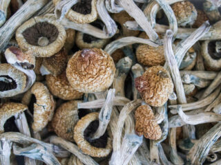 Stof in paddo's mogelijk doorbraak in snelle behandeling voor ernstige depressie