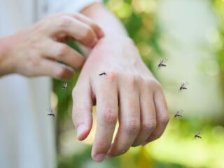 Brits bedrijf zoekt vrijwilligers die 8 uur tussen een zwerm muggen willen staan