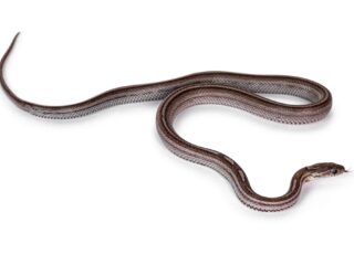 Slang van twee meter verstopt zich in barbecue