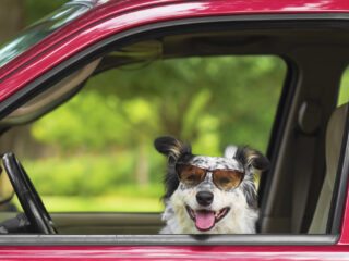 Dronken automobilist wisselt van plek met hond om onder arrestatie uit te komen