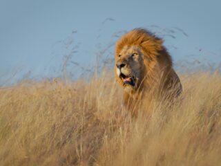 Oudste leeuw van Afrika gedood met speren nadat hij Keniaans dorp binnenwandelde