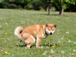 Apart verzoek: Dierenpark Amersfoort wil de poep van jouw huisdier hebben