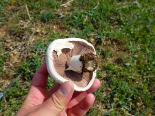 Vrouw aangeklaagd voor moord na vergiftigen ex-schoonouders met paddenstoelenlunch