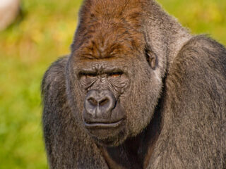 Beroemde gorilla Bokito op 27-jarige leeftijd overleden