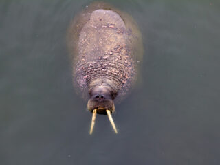 Er is wéér een walrus gespot op de Nederlandse kust