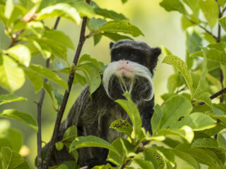 Man in Amerika opgepakt voor het stelen van aapjes uit dierentuin
