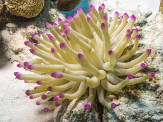 Jongetje (7) aangevallen in Frankrijk door zeeanemoon: "Littekens tot aan zijn oor"