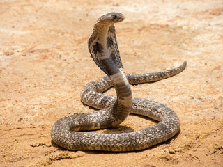 Man doodt echtgenote met slangenbeet, krijgt twee keer levenslang