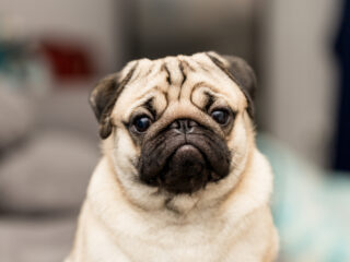 Verbod op honden met te korte snuit: "Maken onschuldige dieren het leven zuur"