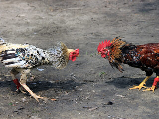 Man gedood door eigen haan bij illegaal hanengevecht