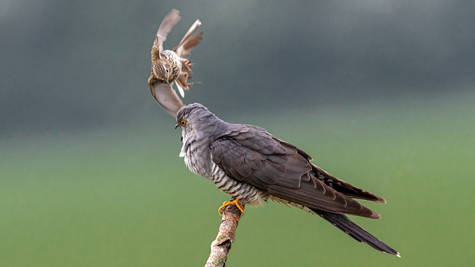 Graspieper probeert de koekoek te verjagen