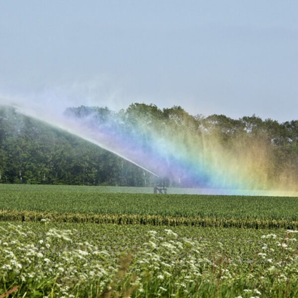 'Nederland wordt steeds vaker een droogteland'